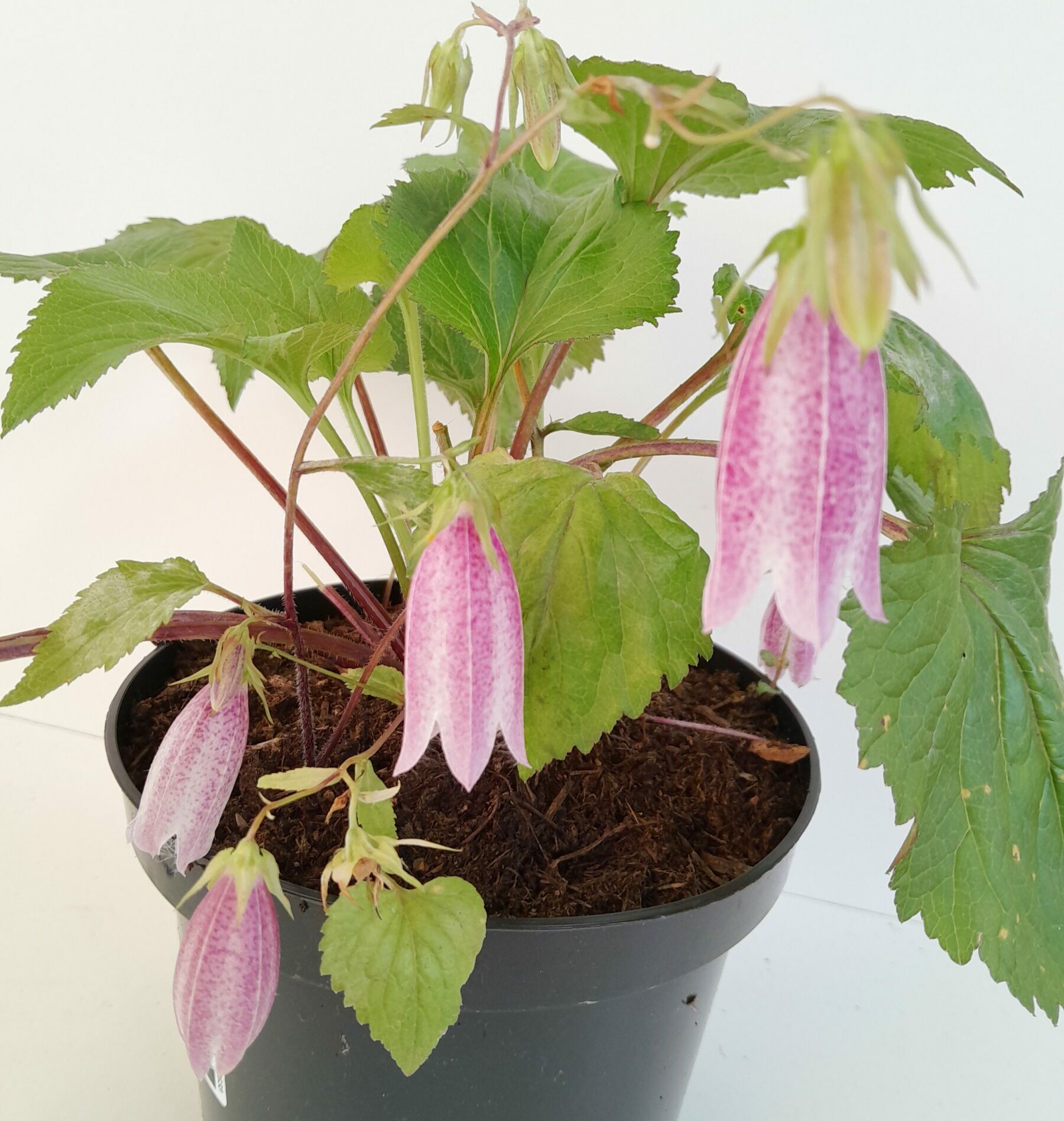 Campanula punctata ‘Rubra’ - Klokjesbloem