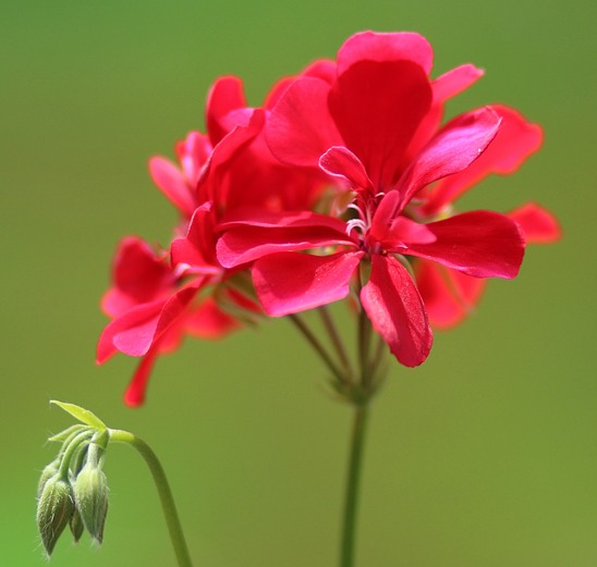 Geranium ‘Concolor Lace’ - Geranium