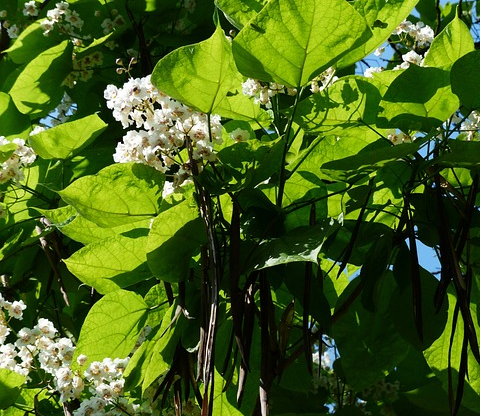 Catalpa bignonioides ‘Nana’ meerstammig - Trompetboom