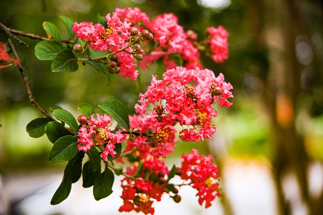 Lagerstroemia indica ‘Caroline Beauty’ - Indische Sering