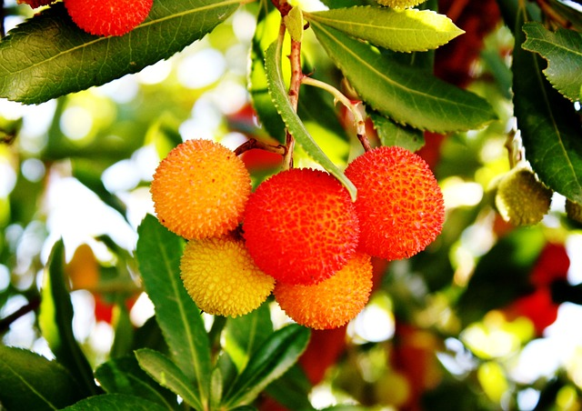 Arbutus Unedo op stam - Aardbeiboom