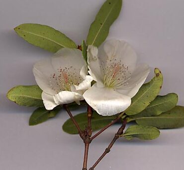 Eucryphia intermedia - eucryphia