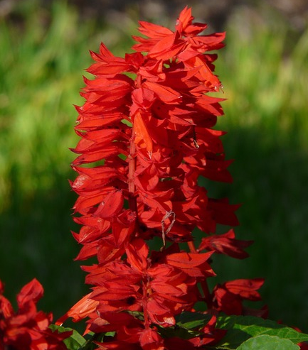 Salvia Microphylla ‘True Red’ - Salie