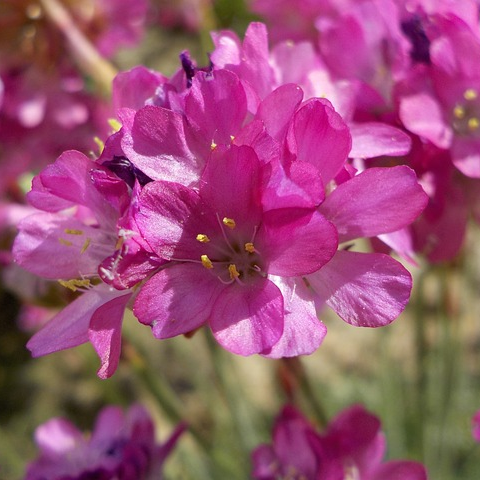 Armeria pseudarmeria ‘Ballerina Pink’ - Engels gras
