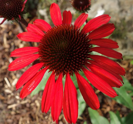 Echinacea purpurea ‘Hot Summer’ - Rode Zonnehoed