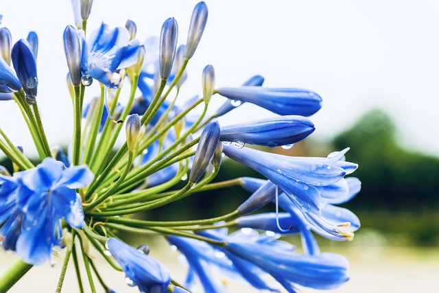 Agapanthus ‘Stephanie’s Beauty’