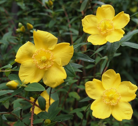 Hypericum frondosum ‘Sunburst’ - Hertshooi