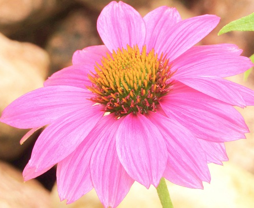 Echinacea purpurea ‘Robin Hood’ - Rode Zonnehoed