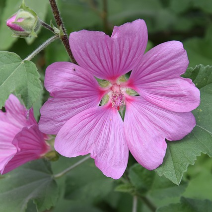 Lavatera ‘Lilac Lady’ - Struikmalva