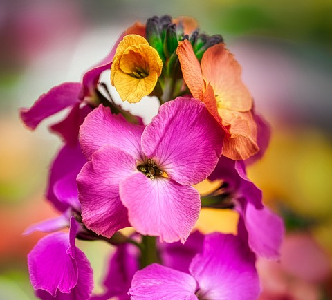 Erysimum ‘Constant Cheer’ - Steenraket