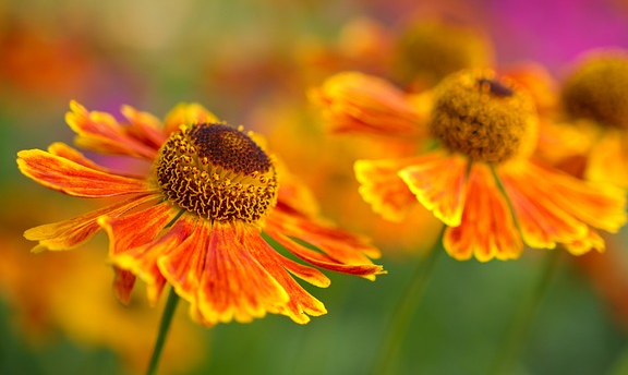 Helenium ‘Peach Sunday’ - Zonnekruid