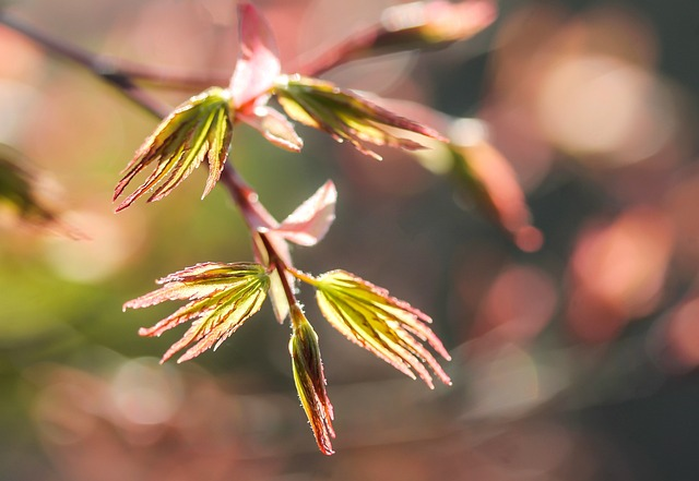 Acer Palmatum ‘Ukigumo’ - Japanse Esdoorn