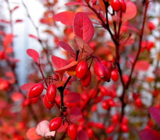 Berberis thunbergii ‘Atropurpurea’ - Zuurbes