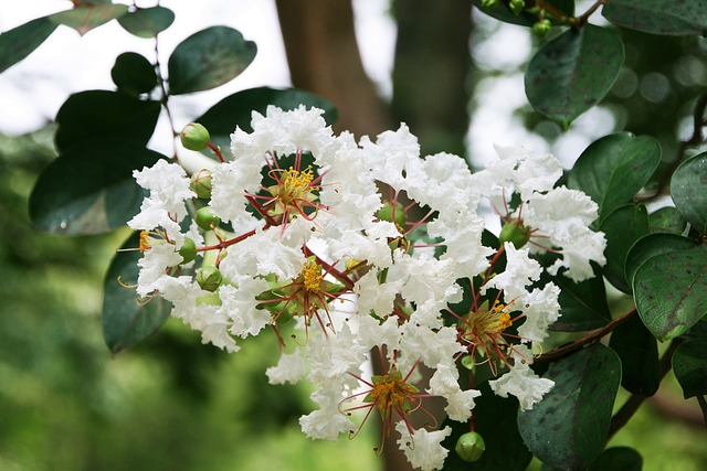 Lagerstroemia indica ‘Bianco’ - Indische Sering