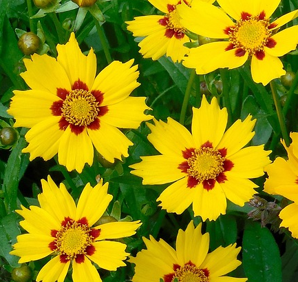 Coreopsis grandiflora ‘Sonnenkind’ - Meisjesogen