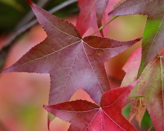 Liquidambar styraciflua meerstammig - Amberboom