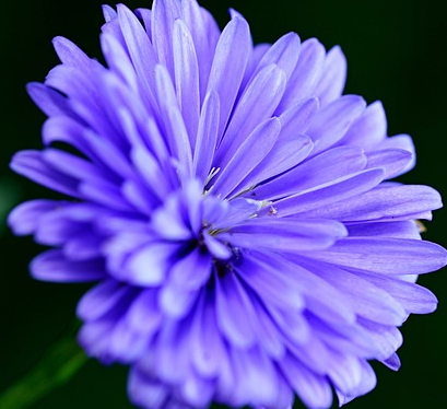 Aster Showmaker Quattro - Dwergaster