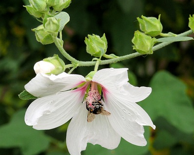 Lavatera ‘Silver Barnsley’ - Struikmalva