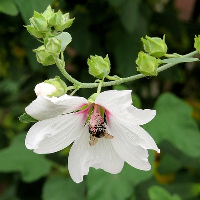 Lavatera ‘Silver Barnsley’ - Struikmalva