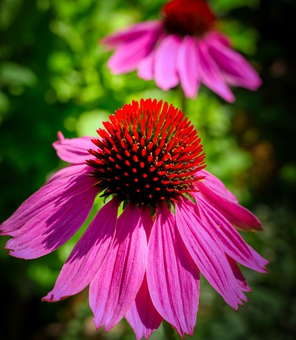 Echinacea purpurea ‘Stiletto’ - Zonnehoed