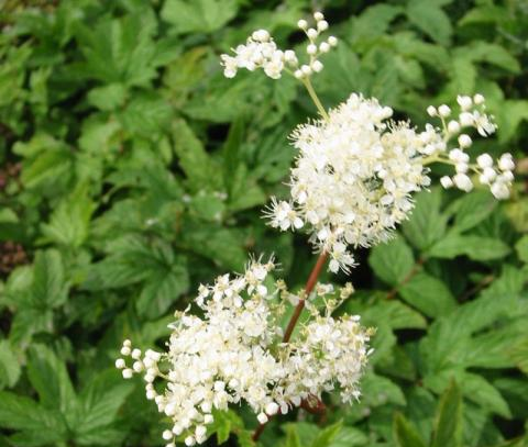 Filipendula Ulmaria - Moerasspirea