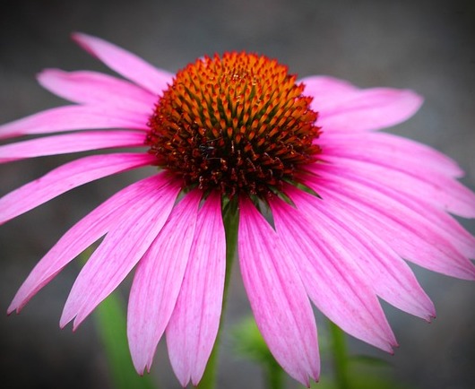 Echinacea purpurea ‘Purple Emperor’ - Rode Zonnehoed