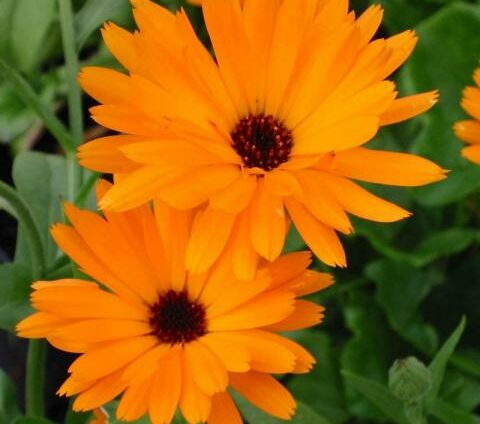 Calendula officinalis - Goudsbloem