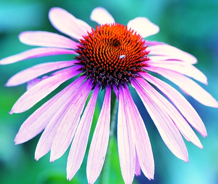 Echinacea ‘Pretty Parasols’ - Rode Zonnehoed