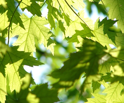 Acer pseudoplatanus - Esdoorn
