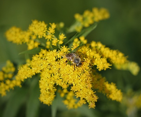 Solidago ‘Praecox’ - Guldenroede