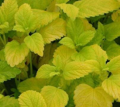 Melissa officinalis ‘All Gold’ - Gele Melisse