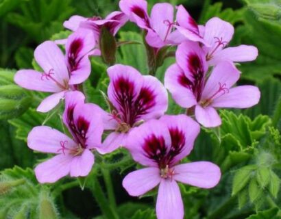 Pelargonium ‘Orange Fizz’ - Geurgeranium