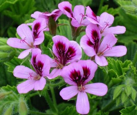 Pelargonium ‘Orange Fizz’ - Geurgeranium