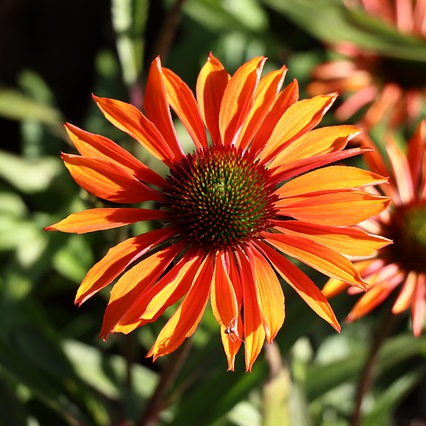 Echinacea SunMagic Vintage Orange - Zonnehoed