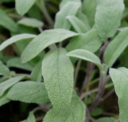 Salvia officinalis ‘Elephant ear’ - Olifantenoorsalie