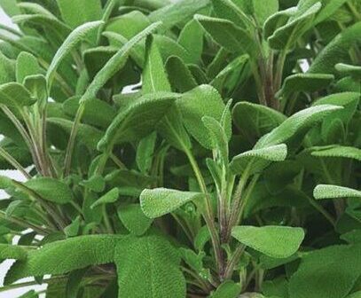 Salvia officinalis ‘Growers Friend’ - Salie