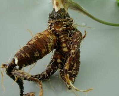Smyrnium Olusatrum - Zwartmoeskervel