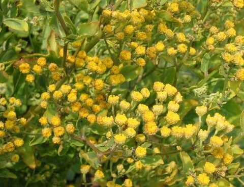 Tanacetum balsamita - Vrouwenmunt
