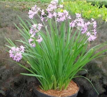 Tulbaghia violacea - Kaapse knoflook