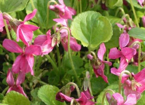 Viola Odorata Rosea - Roze Maarts Viooltje
