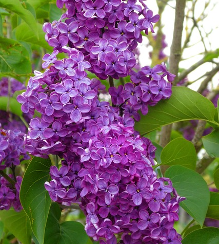 Syringa vulgaris ‘Ruhm von Horstenstein’ - Sering, kruidnagel