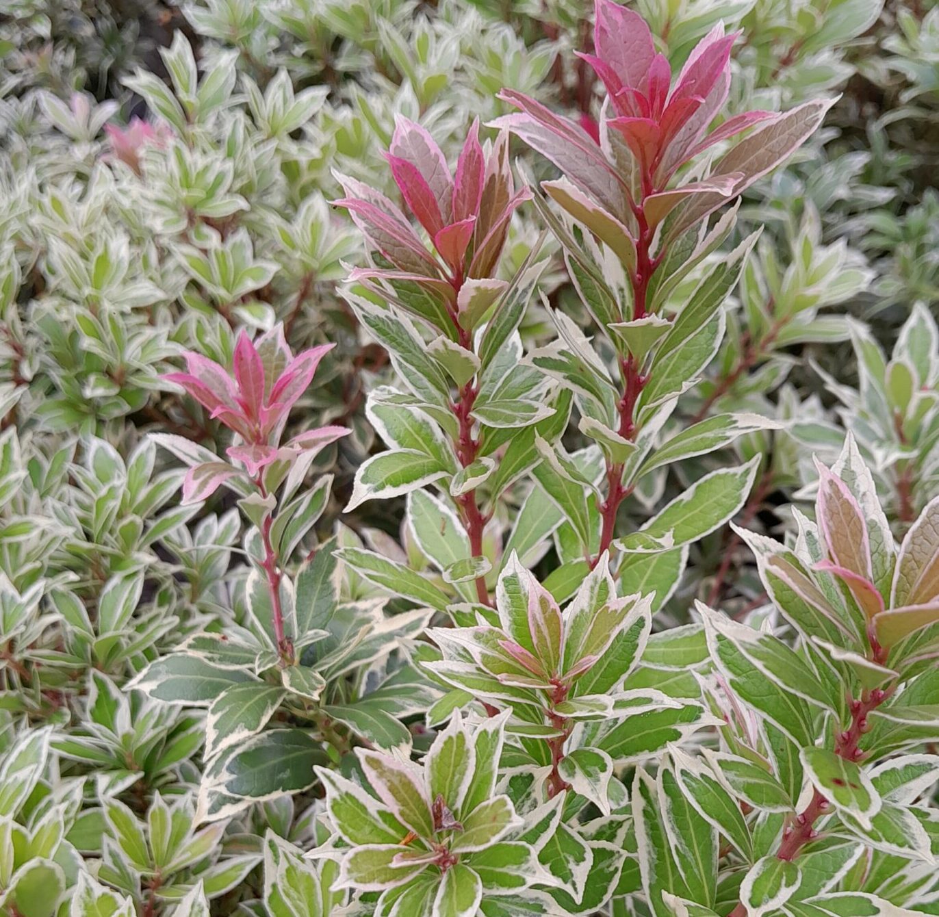 Pieris japonica ‘Little Frosty’ - Rotsheide