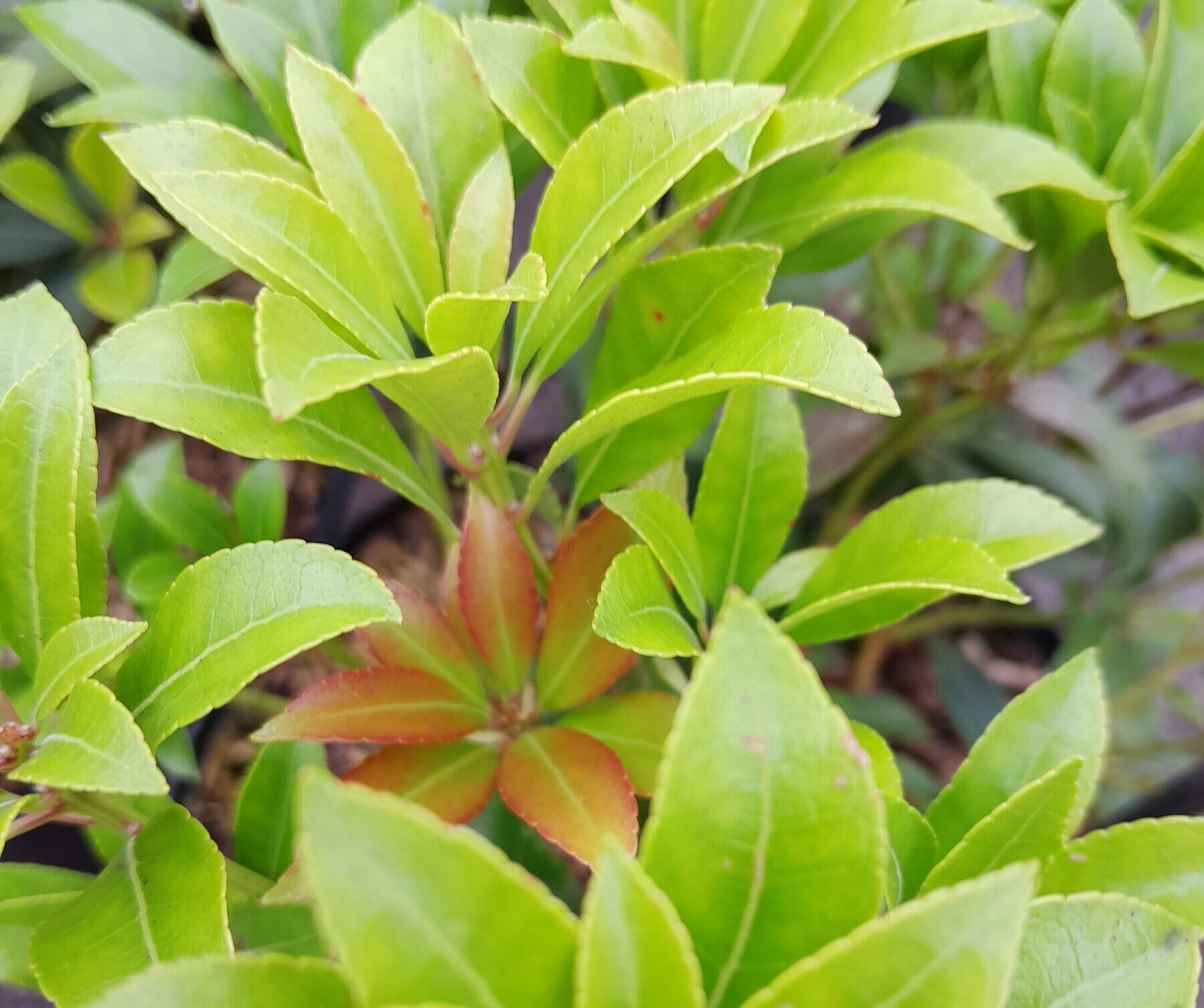 Pieris japonica ‘Passion’ - Rotsheide