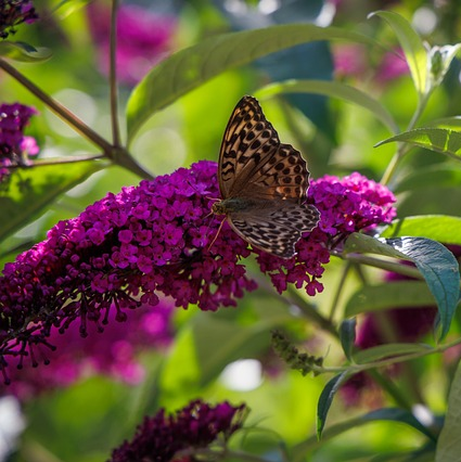 Buddleja davidii butterfly candy ‘little purple’ - Dwergvlinderstruik
