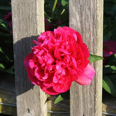 Paeonia Red Sarah Bernhardt - Pioenroos