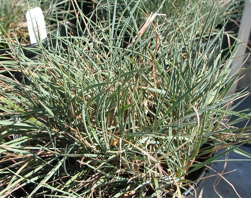 Koeleria Glauca - Fakkelgras