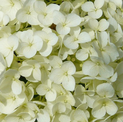 Hydrangea paniculata ‘Little Spooky’ - Pluimhortensia