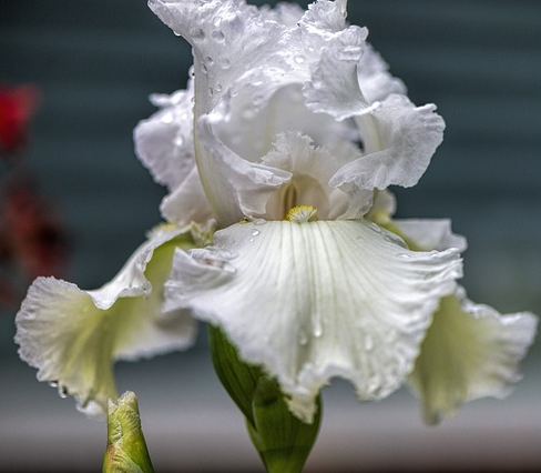 Iris pseudacorus ‘Alba’ - Witte lis