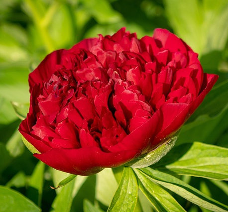 Paeonia lactiflora ‘Red Magic’ - Pioen