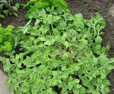 Mesembrianthemum crystallinum - Ijskruid
